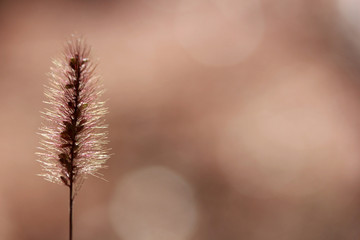 Abstract wild plant background 