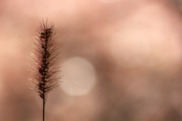 Abstract wild plant background 