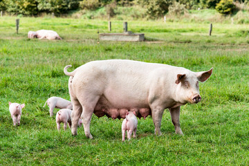 Schwein mit Ferkel frei laufend auf der Weide © penofoto.de