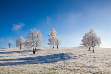 Snow and hearfrost covered trees in the frosty morning.