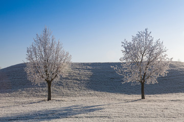 Snow and hearfrost covered trees in the frosty morning.