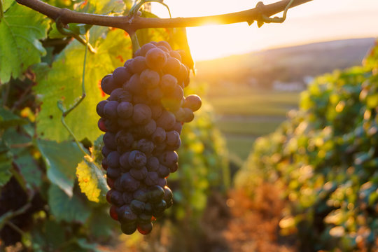 Vine grapes in champagne region in autumn harvest, France