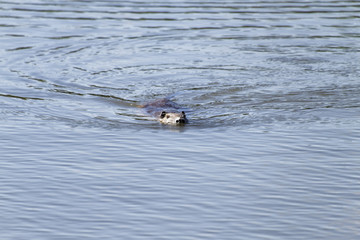 Fototapeta premium Coypu / The naturalized species that Coypu is not originally distributed over Japan