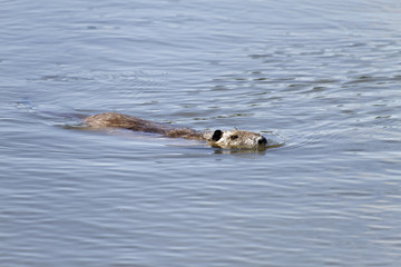 Fototapeta premium Coypu / The naturalized species that Coypu is not originally distributed over Japan