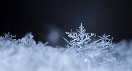 Fotobehang photo real snowflakes during a snowfall, under natural conditions at low temperature © vadim_fl