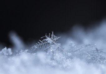 photo real snowflakes during a snowfall, under natural conditions at low temperature