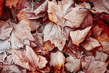 Ahorn Blätter im Winter