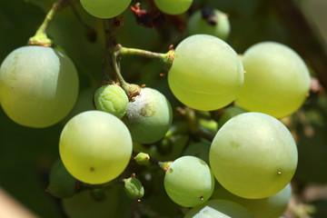 Grape 