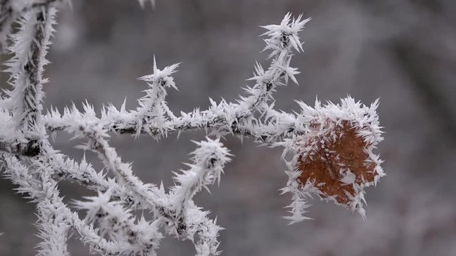 Raureif an Eichenblatt, Eiskristalle, Winter im Wald, Quercus