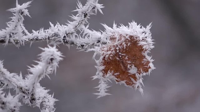 Raureif an Eichenblatt, Eiskristalle, Winter im Wald, Quercus