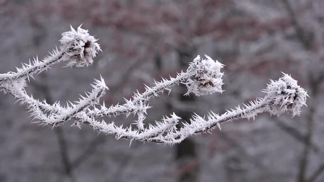 Bucheckern mit Raureif, Eiskristalle, Winter im Wald