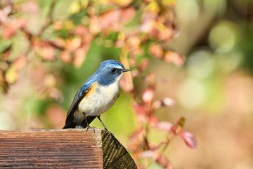 ルリビタキのオス
