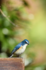 ルリビタキのオス