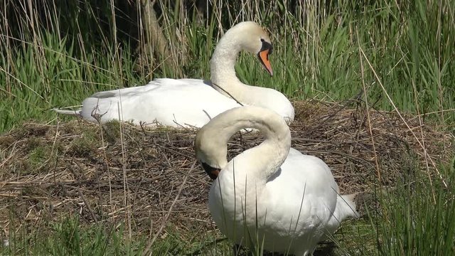 Swan breeds on the nest