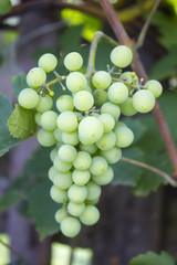 Closeup of growing green grapes
