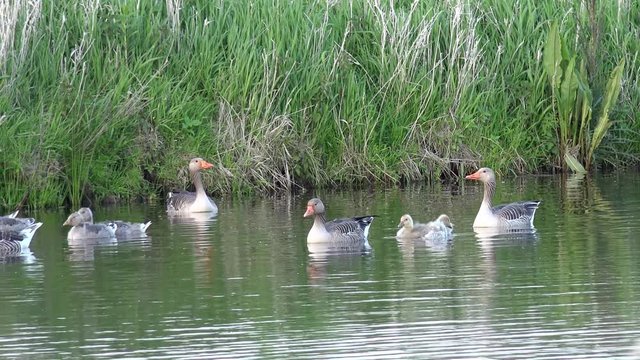 Goose and goslings Swimming on lake 