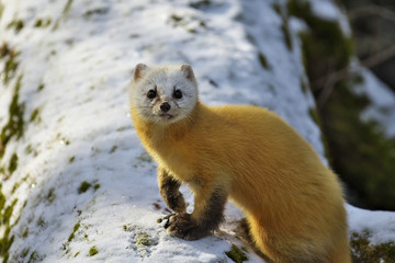テン(Japanese marten)