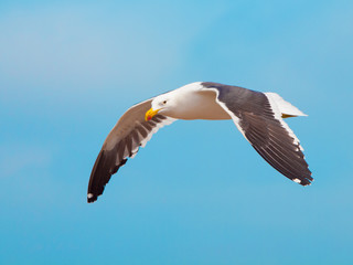Obraz premium Ocean seagull in flight isolated on blue sky background.