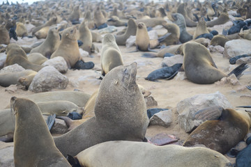Fototapeta na wymiar Seals at Cape Cross