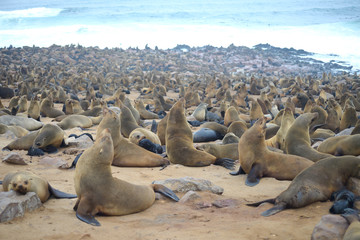 Seals at Cape Cross