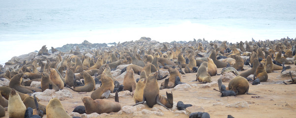 Seals at Cape Cross