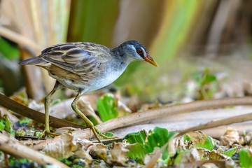 White-browed Crake(Porzana cinerea), Beautiful bird on the prowl for food, Thailand.