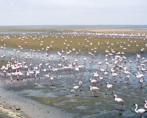 Fototapeta na wymiar Flamingoes