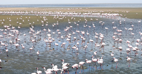 Flamingoes