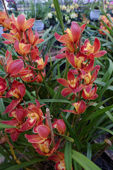 Spring flower for Tet, Dalat orchid garden