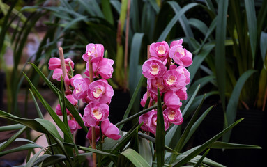 Spring flower for Tet, Dalat orchid garden