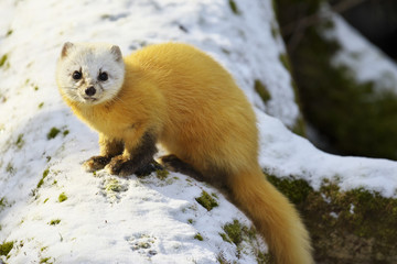 テン(Japanese marten)