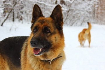 Portrait of East-European Shepherd in the snow wood with another dog behind