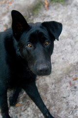 Black dog with smart yellow eyes