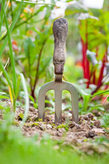 Hand Fork in Vegetable Patch
