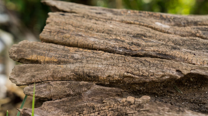 old wood texture, died tree, dead tree