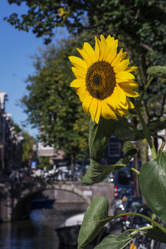 One sunflower with the old bridge as background