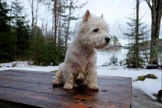 West highland white terrier sitting on the table near the winter lake.