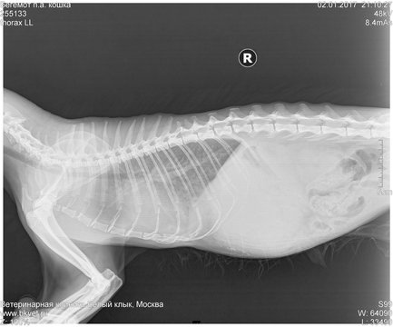 X-ray of the spine of the cat