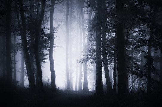 Fototapeta Dark forest landscape background. Woodland at night with spooky Halloween atmosphere, fog, trees and mysterious light