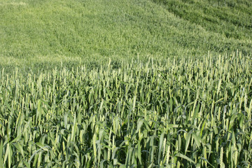 Field wheat 