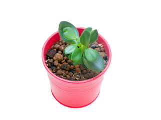 Crassula (money tree) in vivid pot isolated on white background