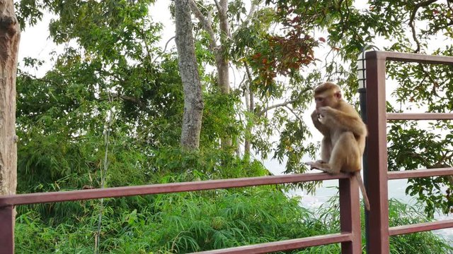 Life of monkey  lived on the mountain in the country, Thailand. Waiting for food from tourists.