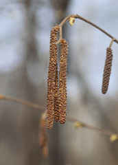Catkins of a birch