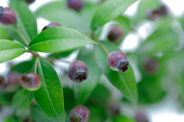 Fresh Blueberry branch