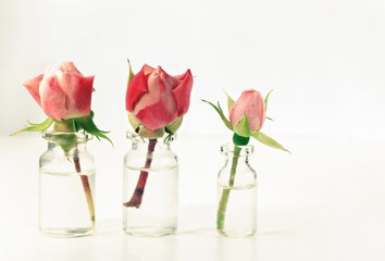 Pink Rosebuds in little apothecary glass bottles. Botanical minimalist decor, spa theme, blank copyspace. Toned.