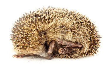 Young European hedgehog curled up in a protective ball