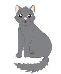 Cute gray cat
