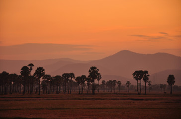Fototapeta na wymiar Twilight scene of paddy field and palm