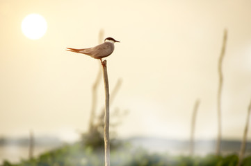Birds perch on a tree stump middle of the lake.