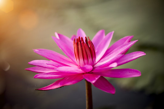 Pink waterlily in the sunrise.
